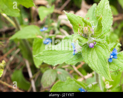 Une macro d'une fleur avec de petites fleurs bleues et divers éléments de la saleté et les insectes et les fleurs et plantes et l'arrière-plan flou Banque D'Images
