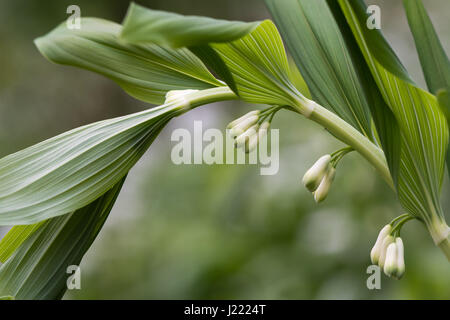 Le sceau de Salomon (Polygonatum multiflorum) fleurs. Plante de la famille des Asparagacées, alias David harpe ou bain-de-ciel poussant dans la forêt Banque D'Images