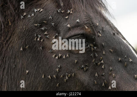 Cheval avec beaucoup de mouches sur le visage et les yeux. Cheval brun souffrance essaim d'insectes sur la face et l'alcool de Conduits des larmes Banque D'Images