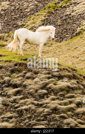 Un cheval blanc trônant fièrement sur un monticule de lave, espace ouvert, regardant la caméra, portrait, de liberté, de fierté, de l'Islande. Banque D'Images