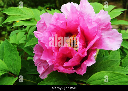 Grandes fleurs de pivoine Rose Arbre japonais prises à Arashiyama, à Kyoto, Japon Banque D'Images