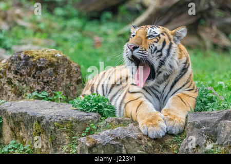 Jeune tigre du Bengale bâillement couché dans l'herbe et montre ses pattes Banque D'Images