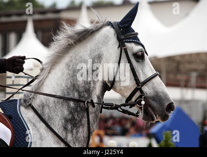 Beau cheval de dressage de pur-sang portrait Banque D'Images