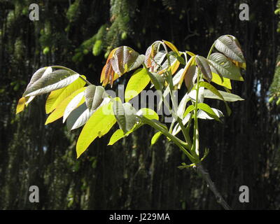 Les feuilles de noyer le printemps croate,campagne,europe,2 Banque D'Images