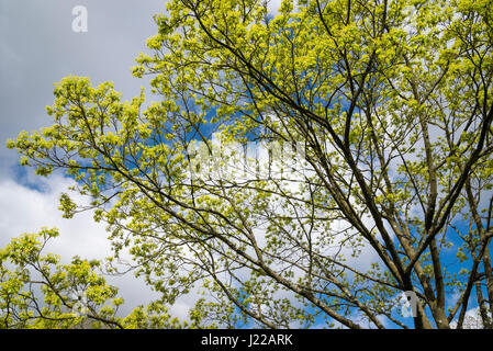 Acer platanoides Fleurs de soleil du printemps avec ciel bleu en arrière-plan. Banque D'Images