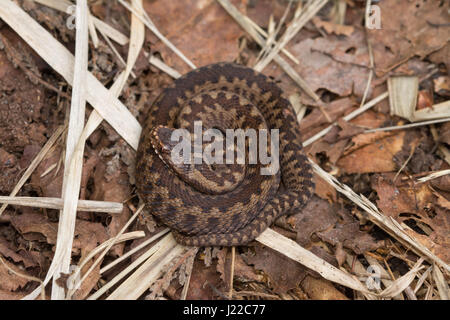 L'additionneur juvénile jeunes (Vipera berus) à Surrey lande Banque D'Images