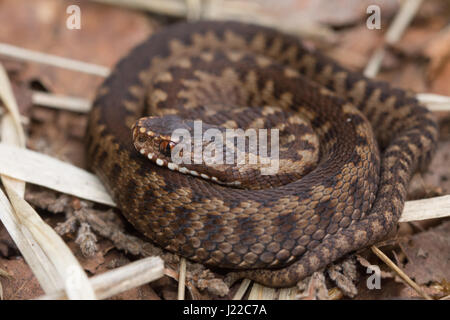 L'additionneur juvénile jeunes (Vipera berus) à Surrey lande Banque D'Images