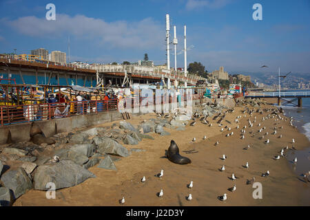 Les Lions de mer (Otaria flavescens), varech goélands argentés (Larus dominicanus) et pélicans péruviens. foule autour du marché de poisson de la ville de Valparaiso, au Chili. Banque D'Images