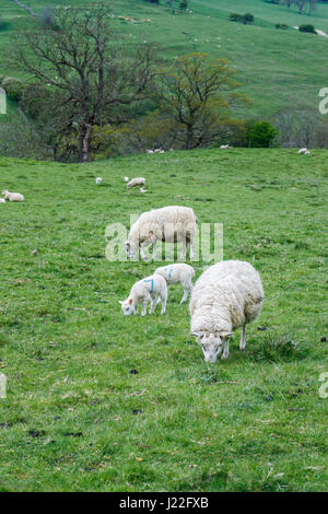 UK élevage, l'agnelage Saison : Printemps des moutons blancs agneaux de pâturage paisiblement dans un champ en milieu rural Gloucestershire, au sud-ouest de l'Angleterre Banque D'Images