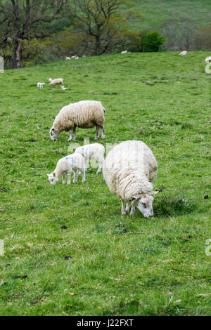 UK élevage, l'agnelage Saison : Printemps des moutons blancs agneaux de pâturage paisiblement dans un champ en milieu rural Gloucestershire, au sud-ouest de l'Angleterre Banque D'Images