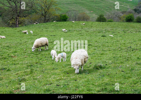 UK élevage, l'agnelage Saison : Printemps des moutons blancs agneaux de pâturage paisiblement dans un champ en milieu rural Gloucestershire, au sud-ouest de l'Angleterre Banque D'Images
