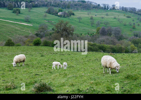 UK élevage, l'agnelage Saison : Printemps des moutons blancs agneaux de pâturage paisiblement dans un champ en milieu rural Gloucestershire, au sud-ouest de l'Angleterre Banque D'Images