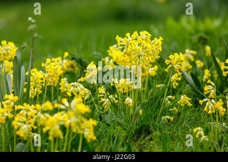 Jolie et délicate cowslips jaunes (Primula veris), la floraison de plus en plus dans l'herbe au printemps dans les Cotswolds, Gloucestershire, au sud-ouest de l'Angleterre, Royaume-Uni Banque D'Images