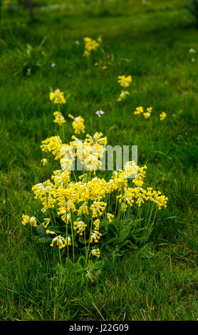 Jolie et délicate cowslips jaunes (Primula veris), la floraison de plus en plus dans l'herbe au printemps dans les Cotswolds, Gloucestershire, au sud-ouest de l'Angleterre, Royaume-Uni Banque D'Images