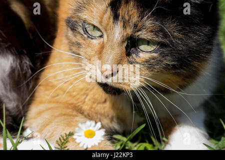 Gros plan sur trois d'un chat avec une couleur white daisy flower au premier plan. Focus sélectif. Banque D'Images