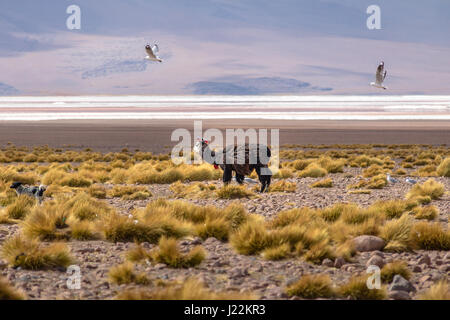 Llama dans Bolivean - altiplano Bolivie Potosi, Ministère Banque D'Images