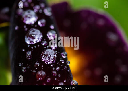 Close up sur un pétale d'une pansy violet couvert de gouttes de pluie après une forte pluie. Banque D'Images