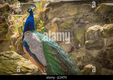 Pavo cristatus (paons indiens) assis dans la lumière du jour. Banque D'Images