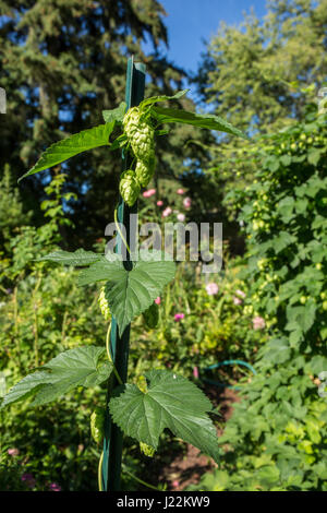 Le houblon plante poussant sur un treillis à Bellevue, Washington, USA. Le houblon sont les fleurs femelles (cônes, strobiles) de l'espèce de houblon Humulus lupulus ; Banque D'Images