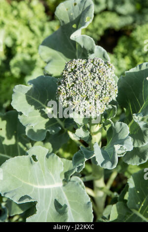 Le brocoli plante poussant à Hobart, Washington, USA Banque D'Images