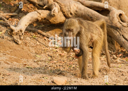 (Chacma baboon ou cape) mère portant bébé sous elle, le long de la rivière Chobe dans le Parc National de Chobe, Botswana, l'Afrique. Les jeunes sont réalisées être Banque D'Images