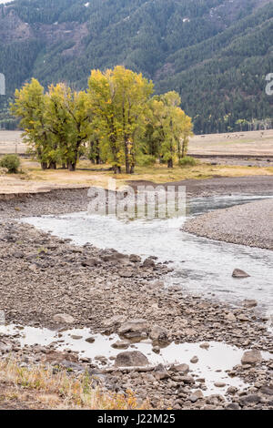 Paysage pittoresque de Slough Creek dans la vallée de Lamar, Yellowstone National Park, Wyoming, USA. Slough Creek est un affluent de la rivière Lamar. Banque D'Images