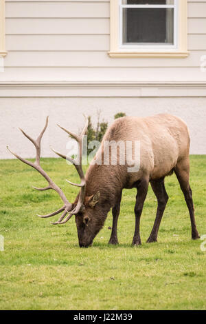 Le pâturage par les wapitis près du Mammoth Hot Springs Hotel dans le Parc National de Yellowstone, Wyoming, U Banque D'Images