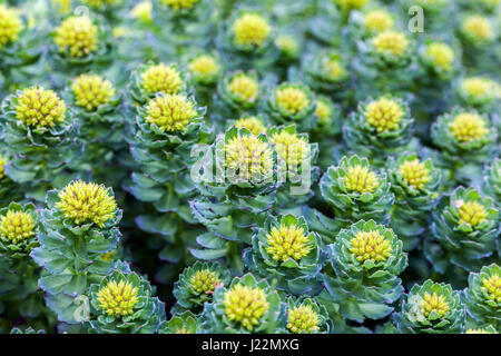 Rhodiola rosea Banque D'Images