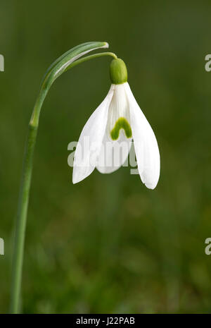 (Petite snowdrop Galanthus nivalis), Suisse Banque D'Images