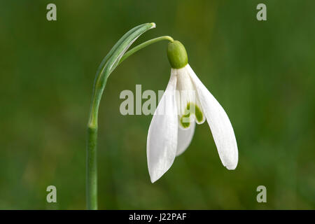 (Petite snowdrop Galanthus nivalis), Suisse Banque D'Images