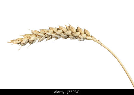 L'oreille de blé, blé tendre (Triticum aestivum), Suisse Banque D'Images