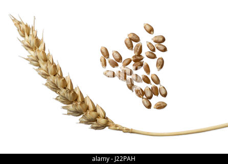 L'oreille de blé, blé tendre (Triticum aestivum), Suisse Banque D'Images