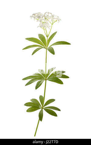 Sweet woodruff avec des fleurs fraîches isolées sur fond blanc Banque D'Images