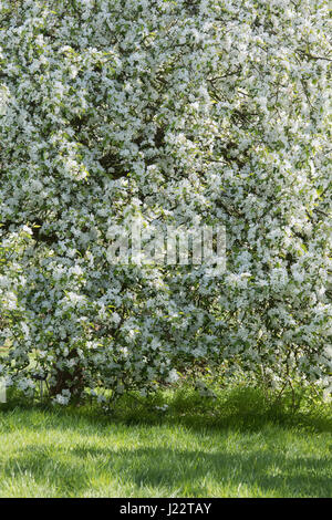 Malus x 'Robusta' Sibérie rouge. Le pommetier de Sibérie rouge. Avril. UK Banque D'Images