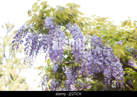 Bouquets de fleurs de glycine mauve suspendus au printemps Banque D'Images