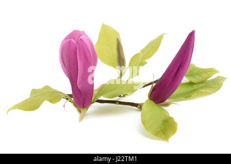 Fleur de magnolia rose isolé sur fond blanc Banque D'Images