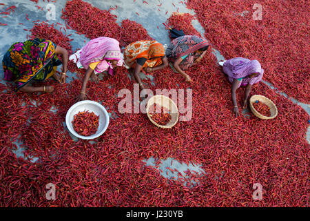 Les femmes des piments secs dans une usine à Gabtali. Ils s'Tk 100 chacun pour une journée de travail. Bogra, Bangladesh. Banque D'Images