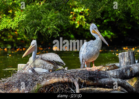 Le Pélican blanc Pelecanus onocrotalus ,. Couple de pélicans blancs sur son nid Banque D'Images