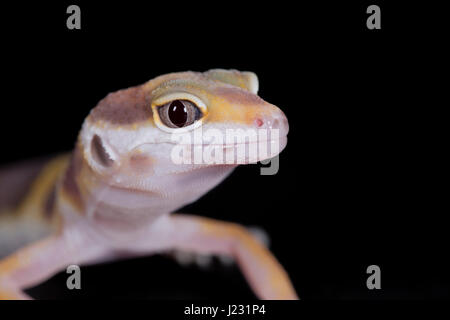 Close-up de gecko léopard jaune sur fond noir Banque D'Images