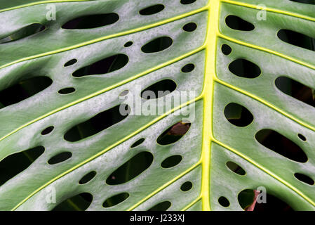 Abstract background, Close up d'un livre vert des feuilles des plantes tropicales Banque D'Images