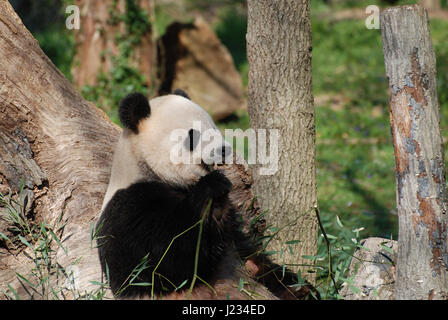 Panda grignotant quelques pousses de bambou. Banque D'Images