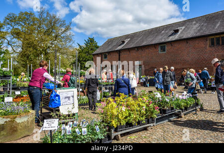 Une vente de plantes de printemps dans le parc de l'Hôtel Arley Hall estate, Cheshire. Banque D'Images