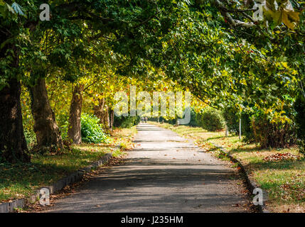 Chemin parmi les arbres dans le parc de la ville. journée d'automne. Banque D'Images