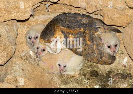 Effraie des clochers Tyto alba Tucson, comté de Pima, Arizona, United States 19 avril femme adulte sur son nid dans l'arbre de mines abandonnées avec quatre poussins. Tyto Banque D'Images