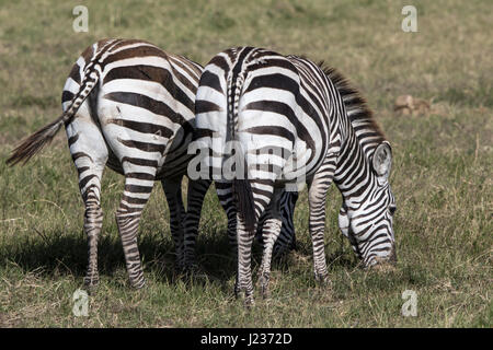 Deux zèbres debout en arrière qui paissent dans la savane dans la saison sèche Banque D'Images