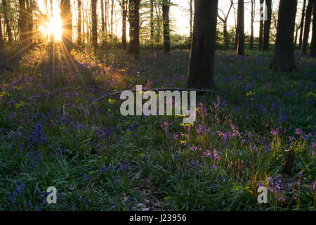 Bluebell wood en lumière chaude soirée Banque D'Images