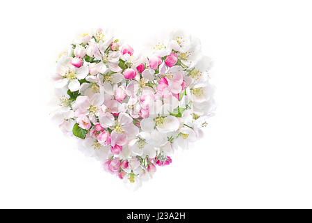 Close-up, High-Key studio image du printemps la belle rose et blanc Apple Blossom disposés en forme de coeur sur un fond blanc. Banque D'Images