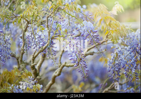 Close-up image of Wisteria sinensis purple fleurs de printemps également connu sous le nom de glycine de Chine. Banque D'Images