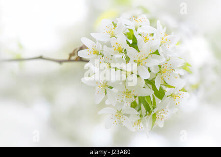 Close-up, high-key image de la délicate fleur blanche fleur de ressort, de Malus transitoria - la coupe-feuille pommetier. Banque D'Images