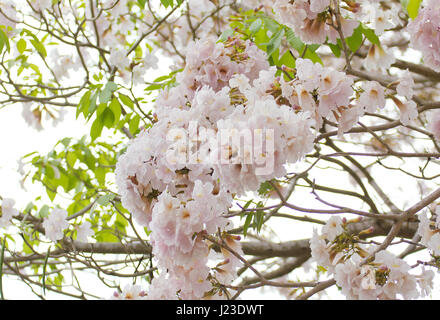 (Trompettes roses Tabebuia rosea) flower Banque D'Images